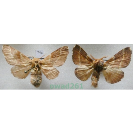 Malacosoma neustria (Linnaeus, 1758) pair Czech74a